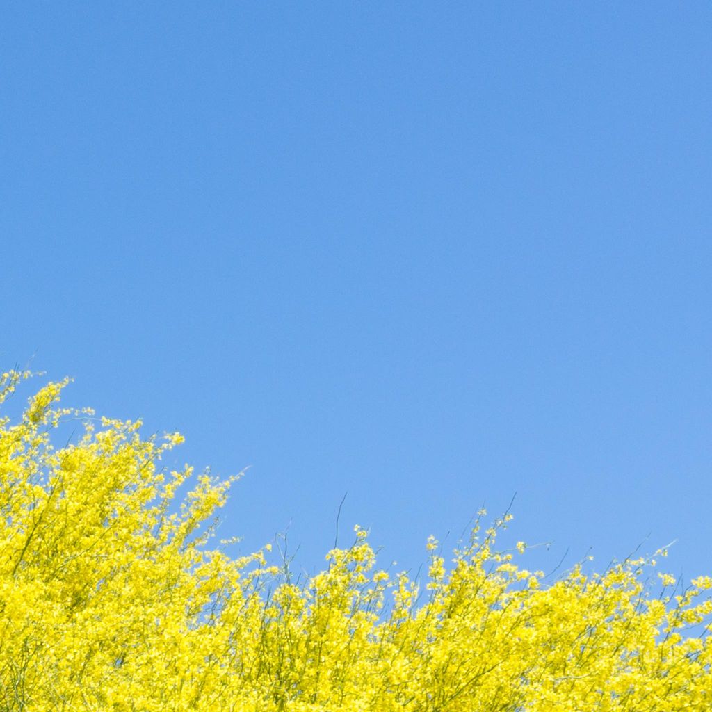 Palo verde trees